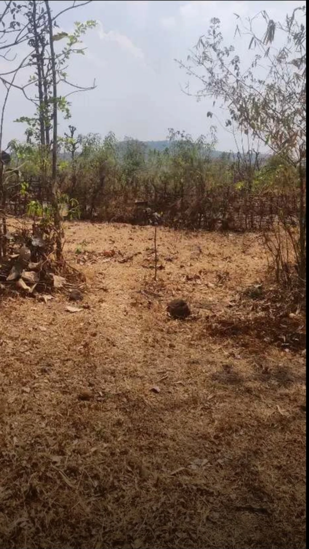 Property Image — Agriculture Land for Sale in Ganeshgule, Maharashtra