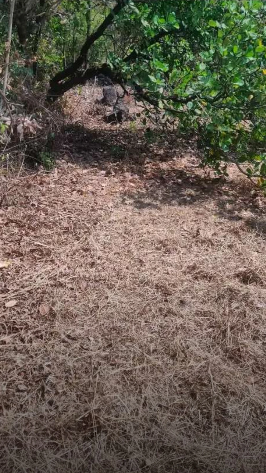 Property Image — Agriculture Land for Sale in Ganeshgule, Maharashtra