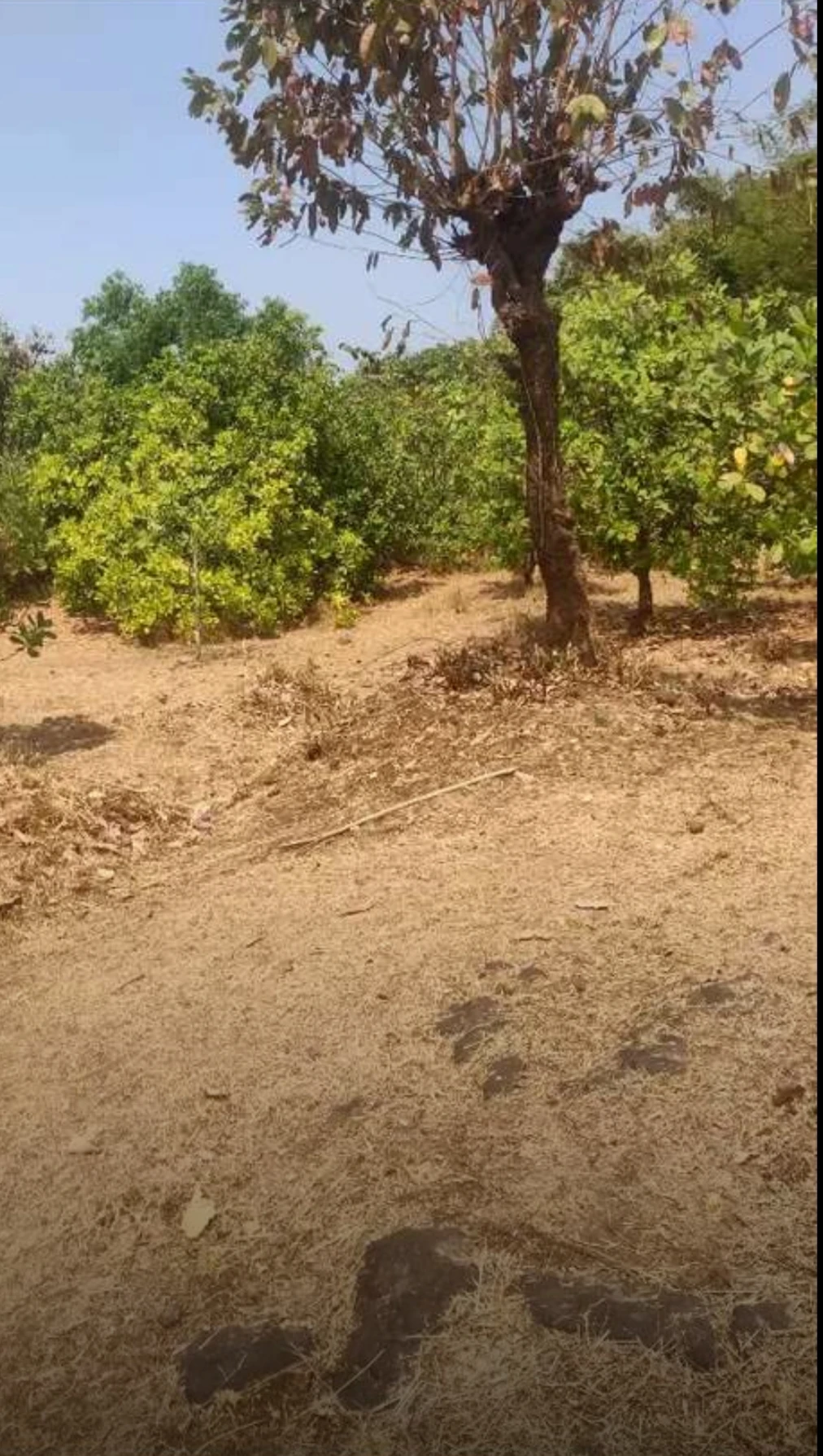 Agriculture Land for Sale in Ratnagiri