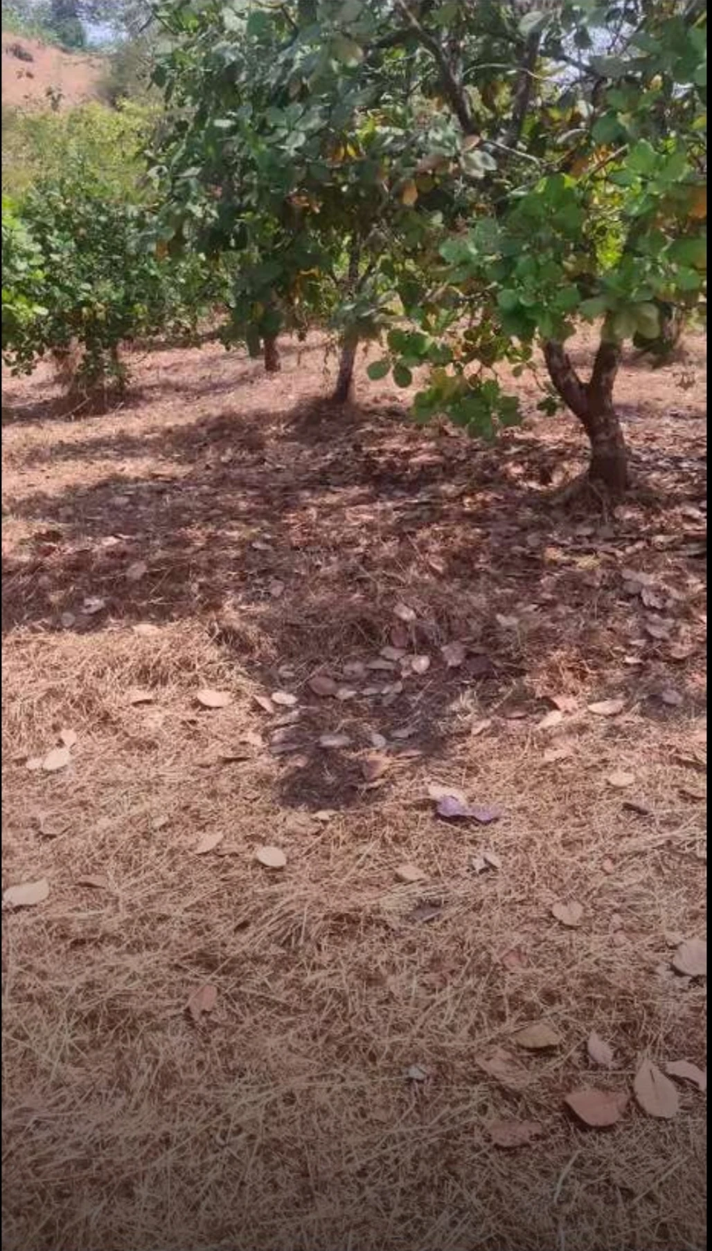 Property Image — Agriculture Land for Sale in Ganeshgule, Maharashtra