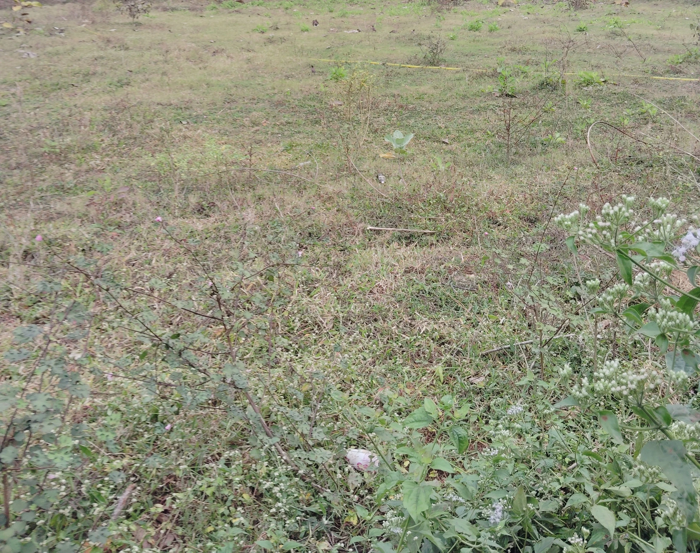 Residential Plot / Land for Sale in Near Sub Collector Office, Deogarh