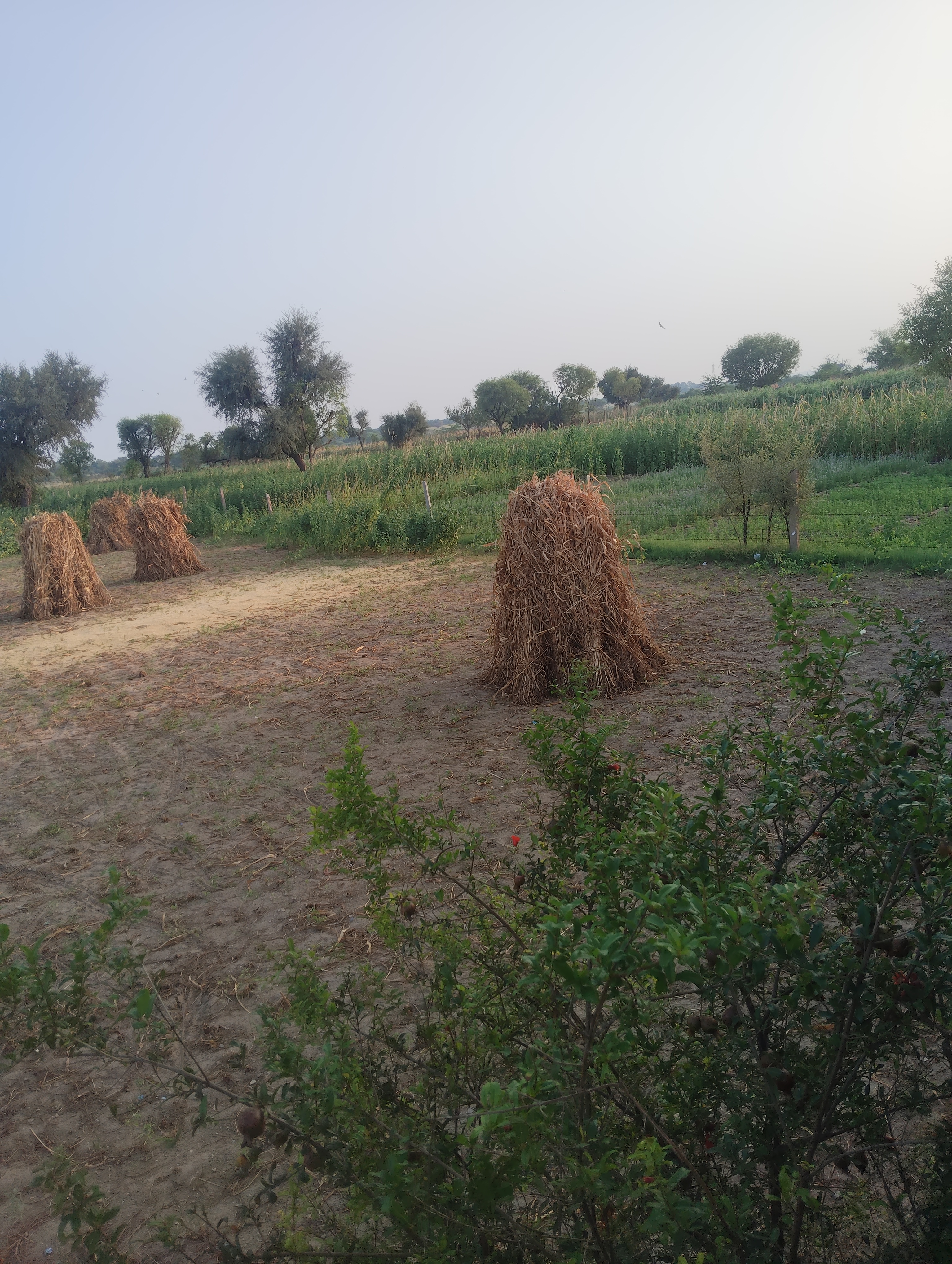 Agriculture Land for Sale in Kishangarh, Rajasthan