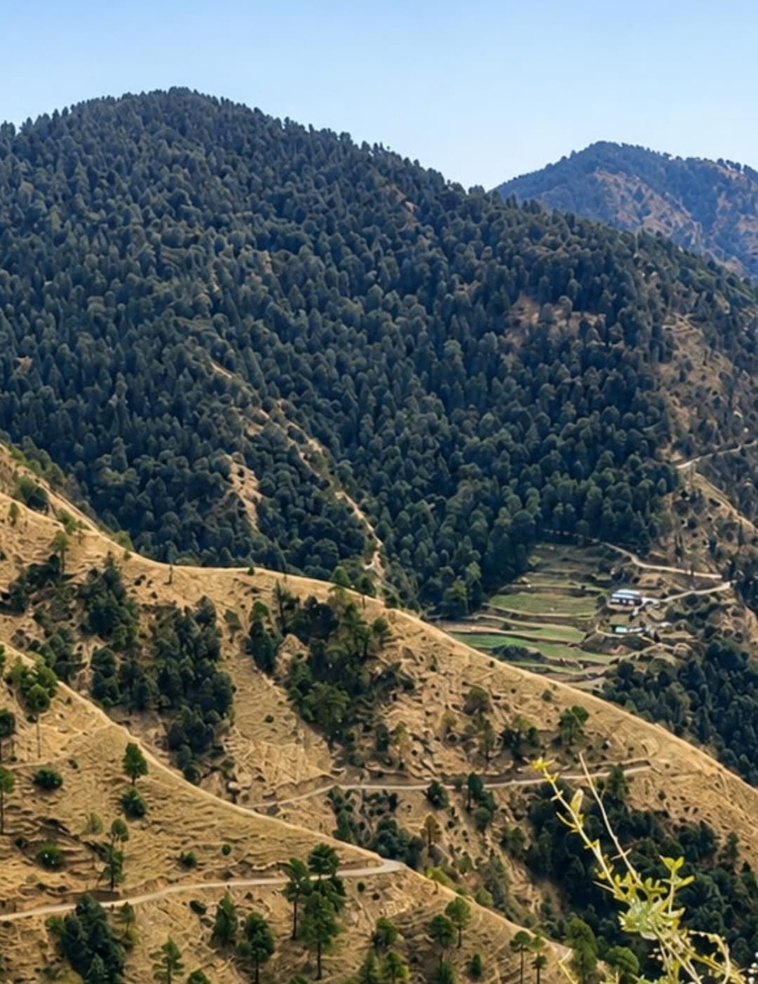 Agriculture Land for Sale in Koti, Himachal Pradesh