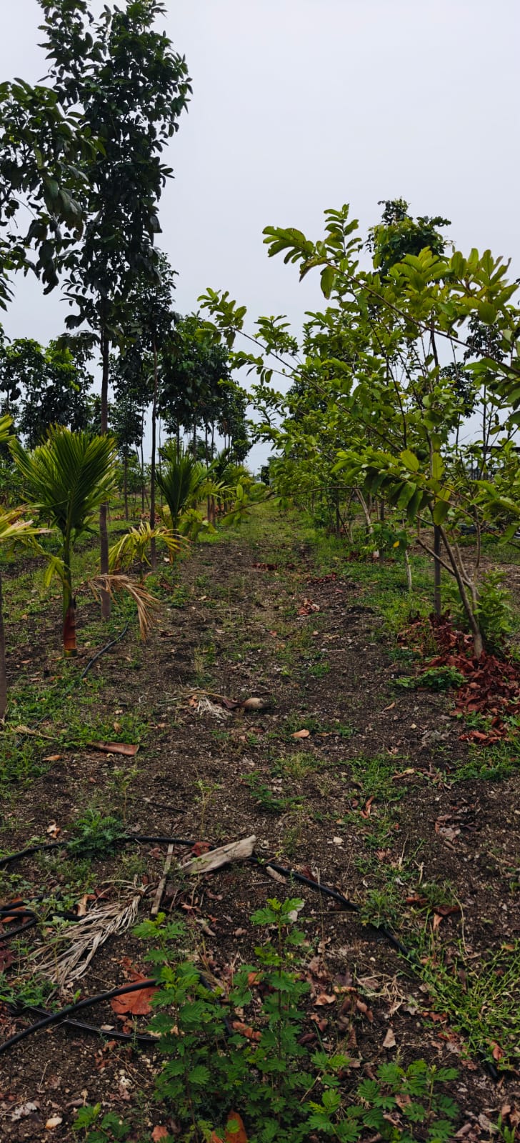 Property Image — Agriculture Land for Sale in Gadag-Betageri, Karnataka