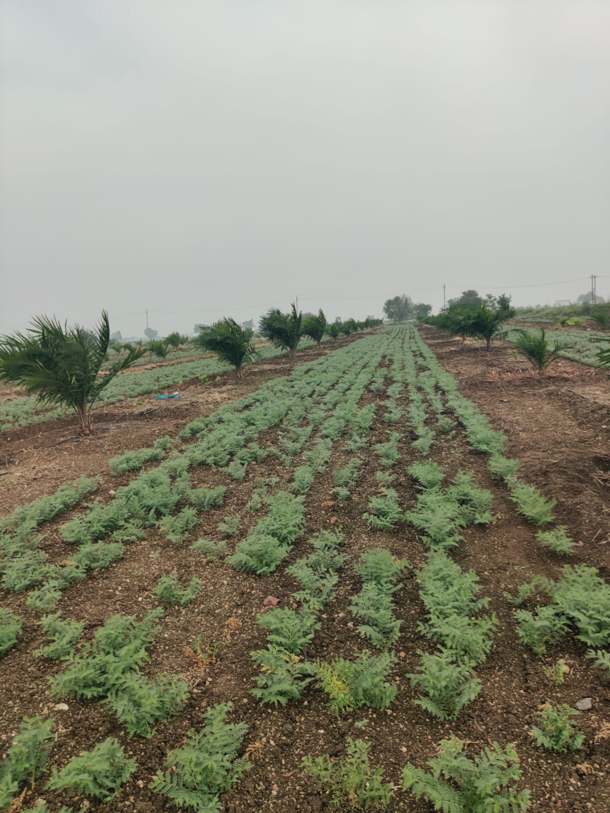Property Image — Agriculture Land for Sale in Gadag-Betageri, Karnataka