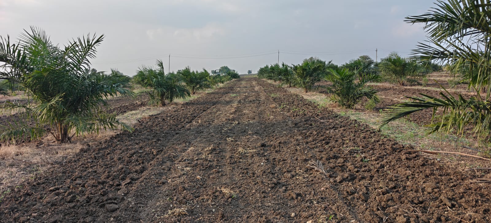 Property Image — Agriculture Land for Sale in Gadag-Betageri, Karnataka