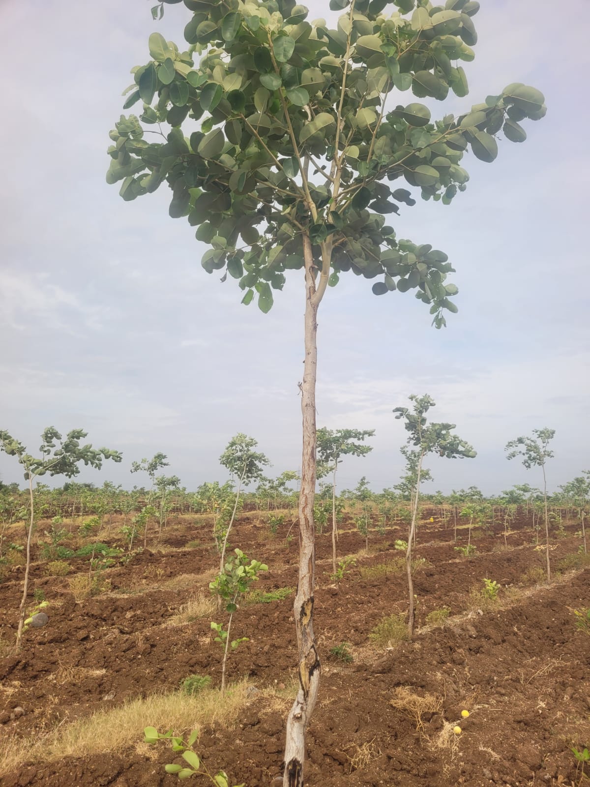 Residential Plot / Land in Andhra Pradesh