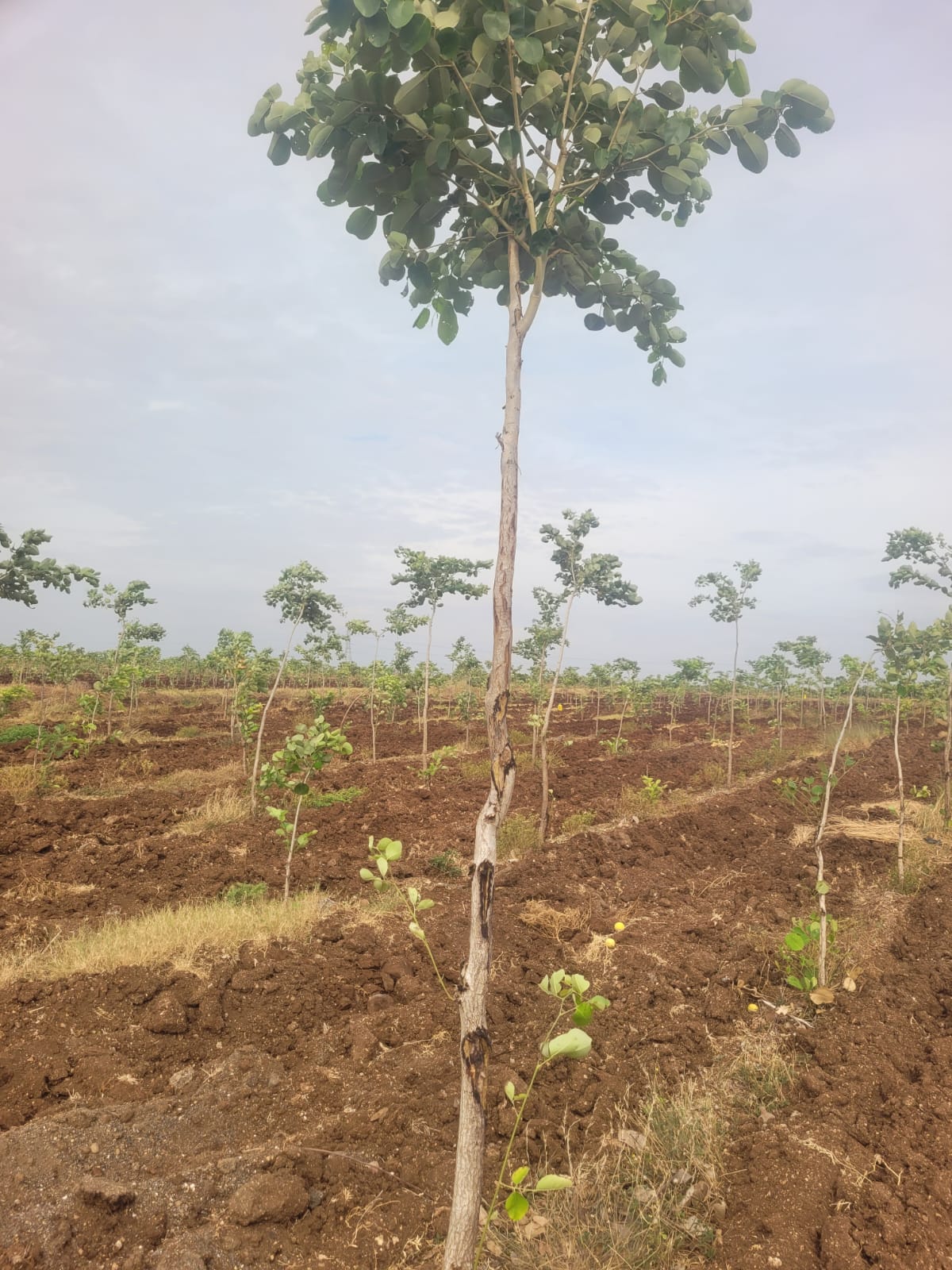 Property Image — Plot for Sale in Prakasam